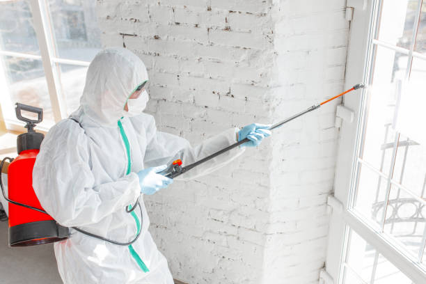 Best Attic Mold Removal  in Malabar, FL